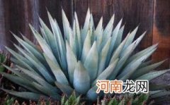 龙舌兰酒一般多少钱