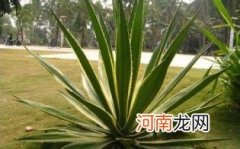 龙舌兰中毒如何解毒