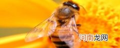 蜜蜂是什么动物