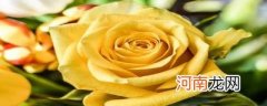 七朵黄玫瑰代表什么意思