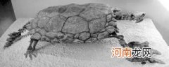 乌龟的祖先是什么