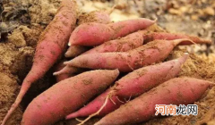 烟薯不甜放一段时间会甜吗