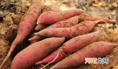 空气炸锅烤烟薯为什么没流油