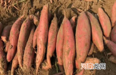 烟薯25号用空气炸锅几分钟