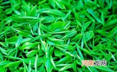 庐山云雾茶怎么保存