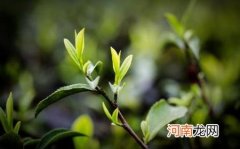 庐山云雾茶为什么越泡越红