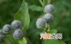 牛蒡茶怎么泡