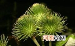 牛蒡茶不适合什么人喝