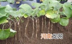 牛蒡根泡水的禁忌