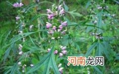 益母草的副作用