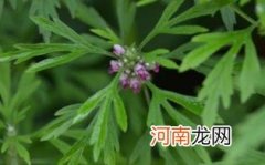 益母草不适合什么人吃