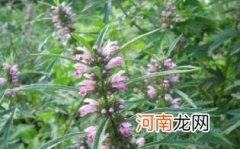 益母草煮水喝的禁忌