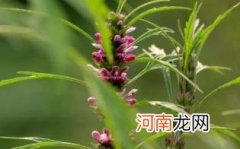 益母草不良反应有哪些