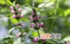 益母草的禁忌是什么