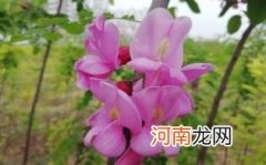 洋槐蜜孕妇可以喝吗