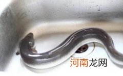 孕妇能吃鳗鱼吗