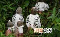 孕妇吃竹荪有什么好处呢