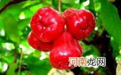 吃莲雾对孕妇有什么好处