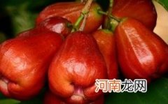 吃莲雾有什么禁忌