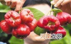 莲雾哪些人不能吃