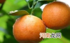 孕妇吃桔子的注意事项