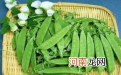 荷兰豆孕妇早期可以吃吗