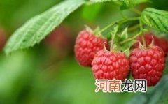 孕妇可以吃覆盆子吗