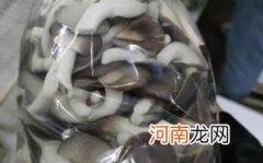 秀珍菇孕妇可以吃吗