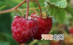 覆盆子泡水喝一次放多少