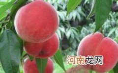 孕妇为什么不能多吃毛桃