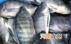 罗非鱼是不是不能吃