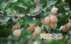 孕妇可不可以吃银杏果