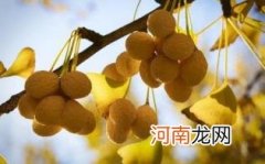 孕妇能吃银杏果吗