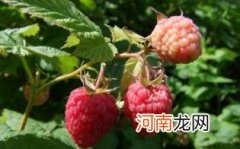 为什么孕妇不能吃树莓