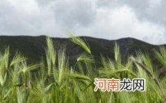 青稞米孕妇可以吃吗