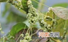 什么人不能吃菟丝子