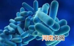 小样乳酸菌孕妇可以喝吗