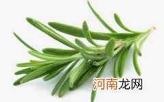 迷迭香孕妇可以闻吗