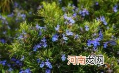 迷迭香对孕妇有影响吗