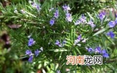 迷迭香功效与作用