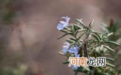 迷迭香的功效与作用