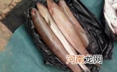 梭鱼适合什么人吃