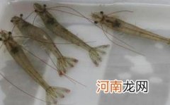 孕妇可以吃对虾吗