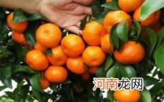 孕妇可以吃沙糖桔吗