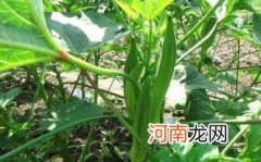 孕妇吃黄秋葵有什么好处