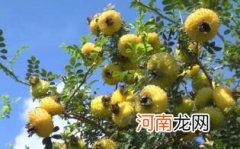 刺梨的禁忌人群