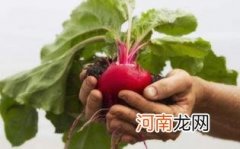 孕妇可以吃甜菜吗