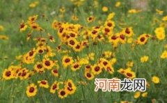 哪些人不适合吃雪菊