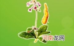 玄参的副作用是什么