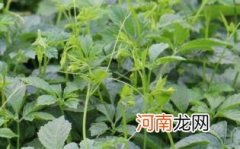 绞股蓝哺乳期可以喝吗